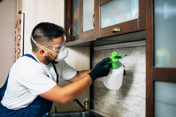 Best Wasp Removal Services  in Frankl, IN