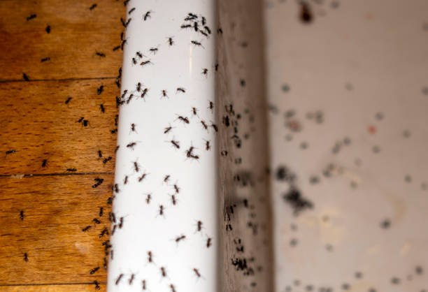 Best Wasp Removal Services  in Frankl, IN