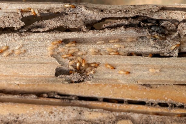 Best Affordable Pest Control Services  in Frankl, IN