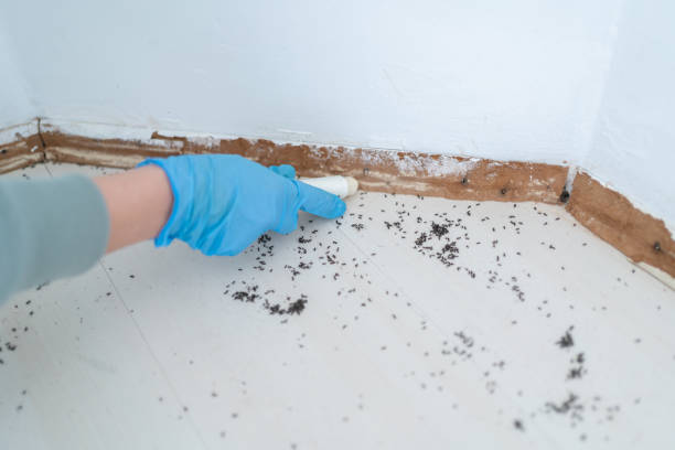 Insect Control in Franklin, IN